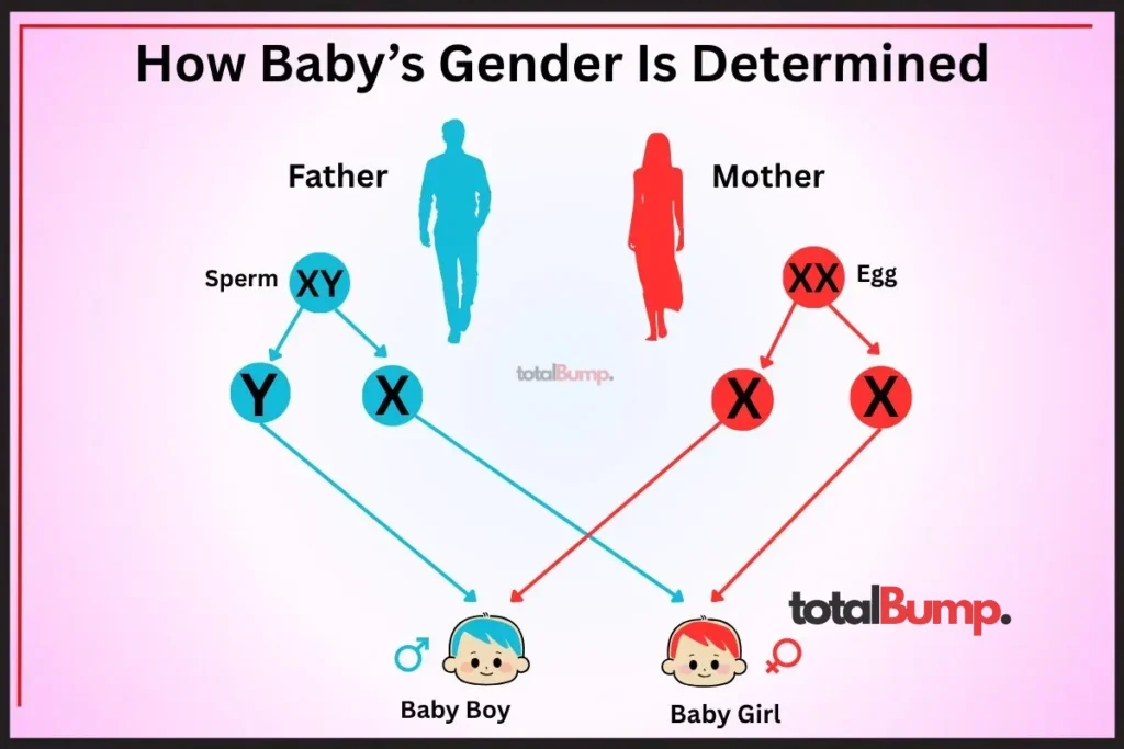 how to conceive a girl