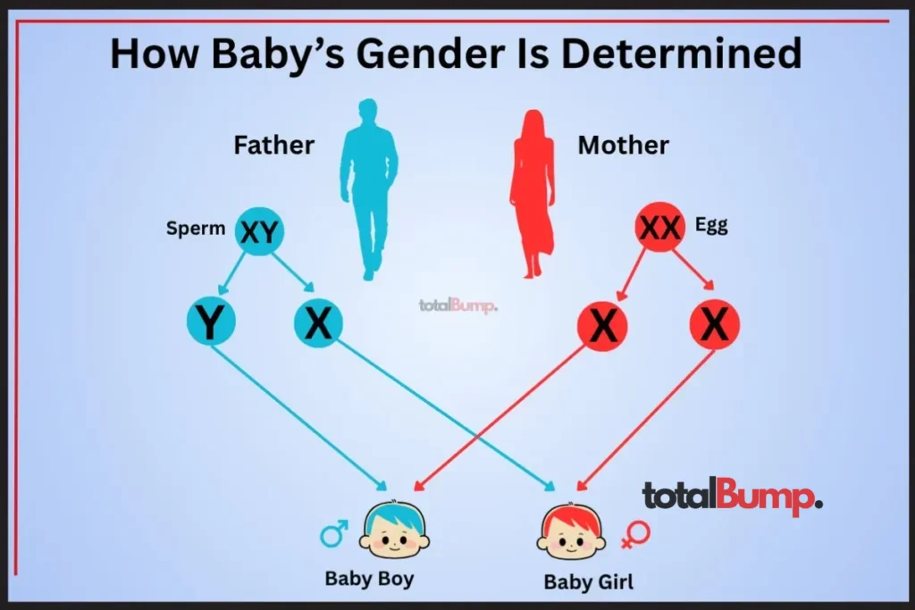 How a Baby’s Gender Is Determined
